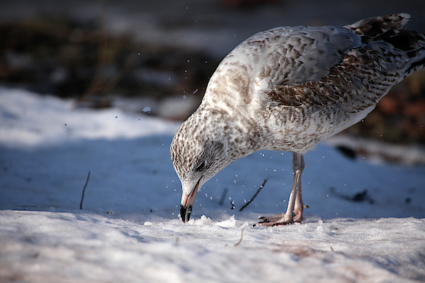 Gull in Snow by Karol Livote Gull in Snow by Karol Livote