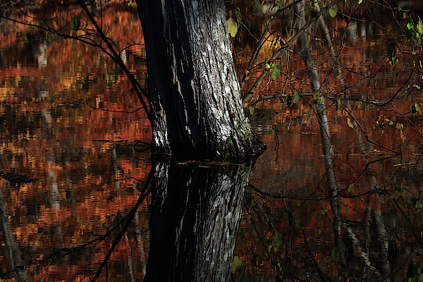 Tree Reflects In The Pond by Karol Livote Tree Reflects In The Pond by Karol Livote